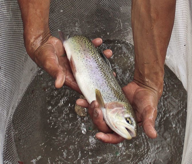 Bull Trout